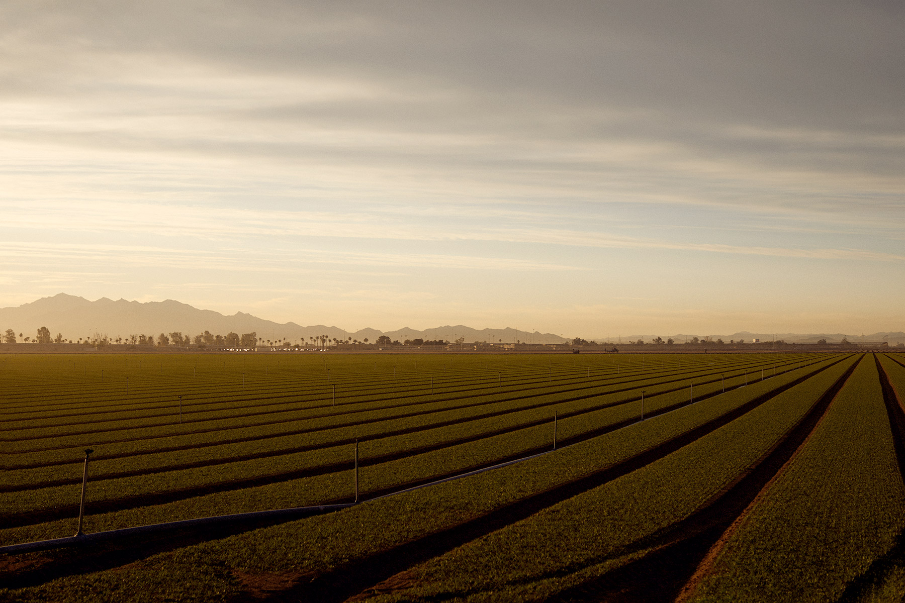 duncanFamilyfarms36